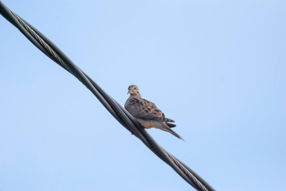 Revolutionerende Ford Explorer: En SUV, du ikke vil gå glip af!